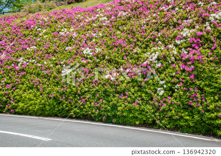 Azaleas in full bloom along the road at Chakura Station Roadside Station, Matsusaka City, Mie Prefecture 136942320