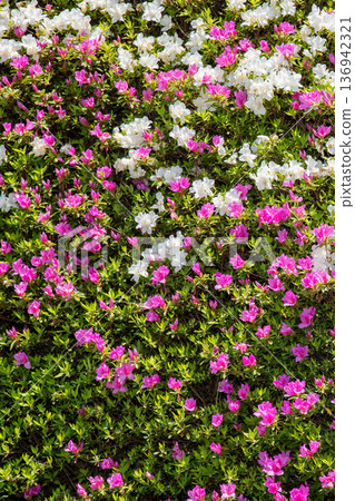 Azaleas in full bloom along the road at Chakura Station Roadside Station, Matsusaka City, Mie Prefecture Azaleas in full bloom along the road at Chakura Station Roadside Station, Matsusaka City, Mie Prefecture 136942321