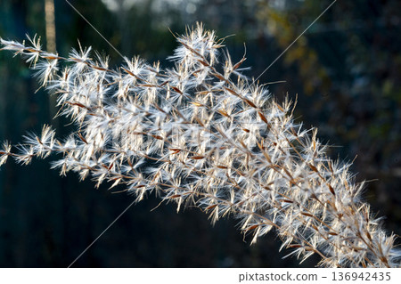Backlit silvergrass spikes Backlit silvergrass spikes 136942435