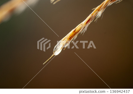 Drops of water dripping on the ears of silver grass Drops of water dripping on the ears of silver grass 136942437