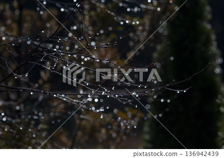 Water drops shining in the morning sun Water drops shining in the morning sun 136942439