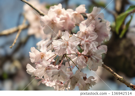 櫻花的花早 136942514