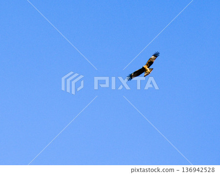 The powerful flight of a black kite circling in the blue sky 136942528