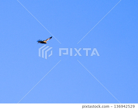 Silhouette of a black kite gliding through the blue sky Silhouette of a black kite gliding through the blue sky 136942529