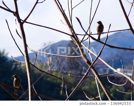 Two small birds resting on a winter-withered branch 136942533
