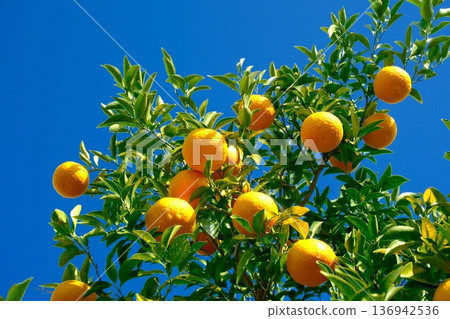 夏天mikan和藍天 136942536