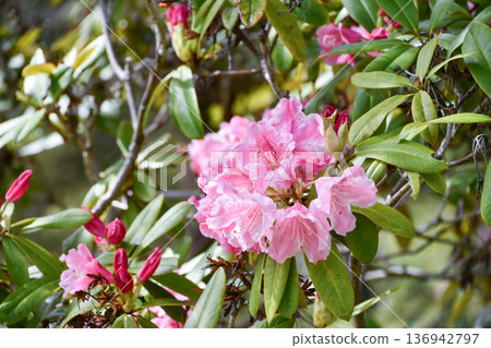 杜鵑花杜鵑花 杜鵑花杜鵑花 136942797