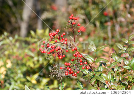 Nandina (Nandina) 136942804