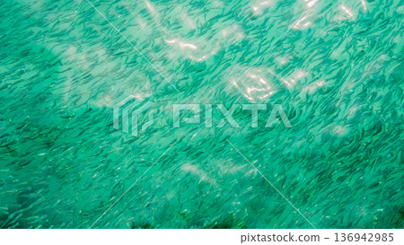 Aerial view of a large small fish swimming in clear turquoise ocean water with sunlight reflections on the surface. 136942985