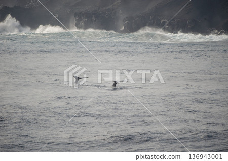 一隻鯨魚在鳥島波濤洶湧的海面上游弋 一隻鯨魚在鳥島波濤洶湧的海面上游弋 136943001