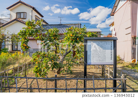Scenery of the Jiro persimmon trees in Morimachi (Shizuoka Prefecture) Scenery of the Jiro persimmon trees in Morimachi (Shizuoka Prefecture) 136943012