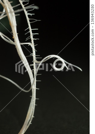 Roots of the peony with regular white hairs Roots of the peony with regular white hairs 136943280