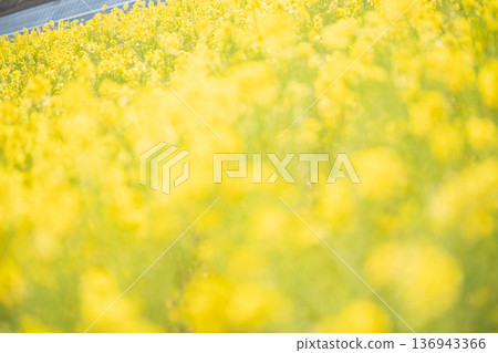 Spring image of rape blossoms in full bloom, heralding the arrival of spring Spring image of rape blossoms in full bloom, heralding the arrival of spring 136943366