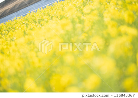 春意盎然，油菜花盛開，預示著春天的到來。 136943367