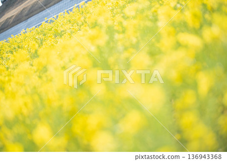 Spring image of rape blossoms in full bloom, heralding the arrival of spring Spring image of rape blossoms in full bloom, heralding the arrival of spring 136943368