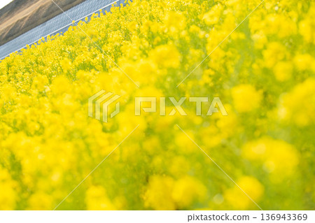 春意盎然，油菜花盛開，預示著春天的到來。 136943369