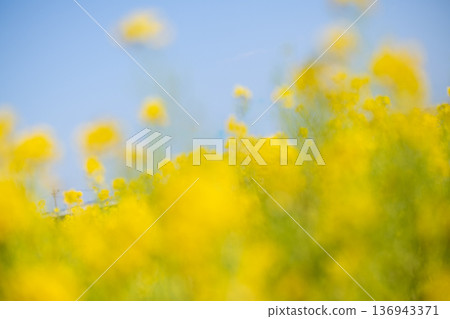 Spring image of rape blossoms in full bloom, heralding the arrival of spring Spring image of rape blossoms in full bloom, heralding the arrival of spring 136943371