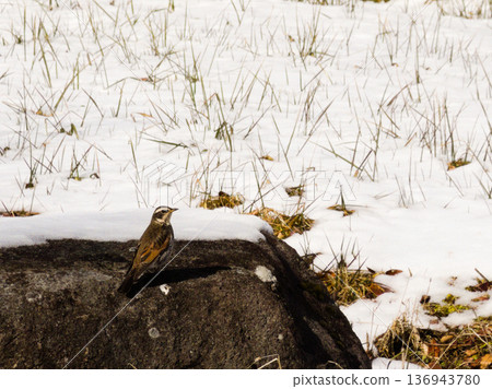 一隻畫眉鳥佇立在雪中的岩石上:冬日的寂靜與野性的活力 一隻畫眉鳥佇立在雪中的岩石上:冬日的寂靜與野性的活力 136943780