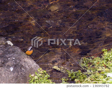 A Daurian Redstart standing by a clear stream: a vibrant wild bird that brightens up the winter riverside 136943782