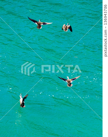 Spot-billed ducks taking off from the water: the moment of their emerald green brilliance and dynamic movement Spot-billed ducks taking off from the water: the moment of their emerald green brilliance and dynamic movement 136943786