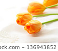 Orange tulip 136943852