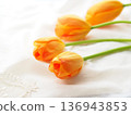 Beautiful tulip flower 136943853