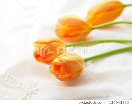 Beautiful tulip flower 136943853