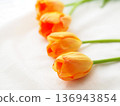 Tulip flowers, indoors, macro photography 136943854