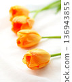 Tulip flowers, indoors, macro photography 136943855