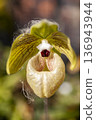 A Paphiopedilum flower with some of its petals shaped like pouches 136943944