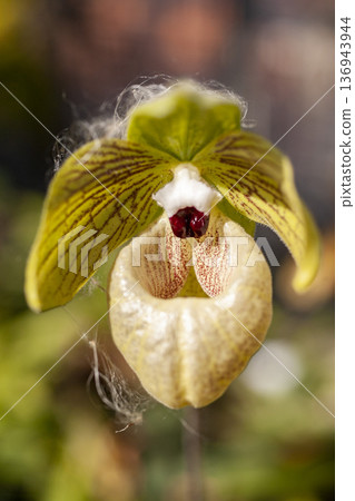A Paphiopedilum flower with some of its petals shaped like pouches A Paphiopedilum flower with some of its petals shaped like pouches 136943944