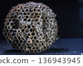 A paper wasp nest formed in a precise, regular hexagonal shape 136943945