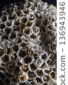 A paper wasp nest formed in a precise, regular hexagonal shape 136943946