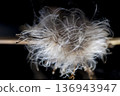 White feather thistle pappus 136943947
