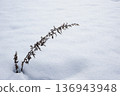 Withered mugwort remaining on the snowy field 136943948