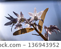 Dendrobium orchid flowers illuminated by backlight 136943952