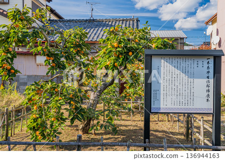 Scenery of the Jiro persimmon trees in Morimachi (Shizuoka Prefecture) Scenery of the Jiro persimmon trees in Morimachi (Shizuoka Prefecture) 136944163