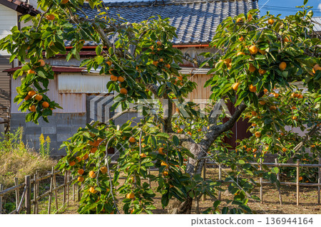 Scenery of the Jiro persimmon trees in Morimachi (Shizuoka Prefecture) 136944164