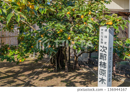 靜岡縣森町的次郎柿子樹景色 靜岡縣森町的次郎柿子樹景色 136944167