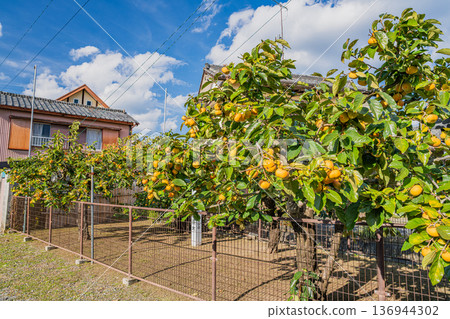 Scenery of the Jiro persimmon trees in Morimachi (Shizuoka Prefecture) Scenery of the Jiro persimmon trees in Morimachi (Shizuoka Prefecture) 136944302