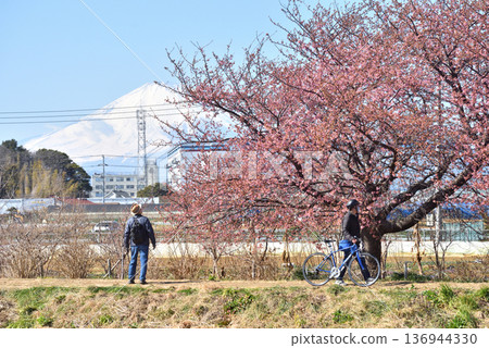 從茅崎小出川眺望白雪皚皚的富士山和早春盛開的櫻花。 136944330