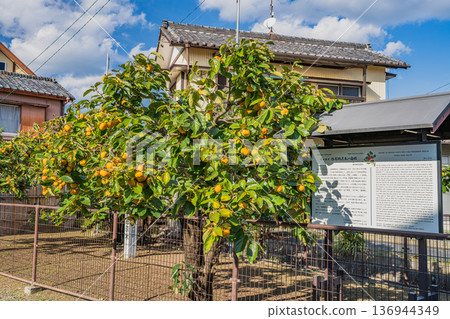 Scenery of the Jiro persimmon trees in Morimachi (Shizuoka Prefecture) Scenery of the Jiro persimmon trees in Morimachi (Shizuoka Prefecture) 136944349