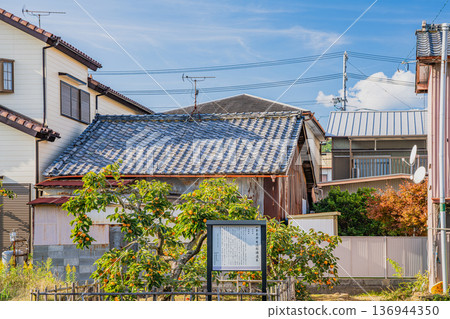 Scenery of the Jiro persimmon trees in Morimachi (Shizuoka Prefecture) 136944350