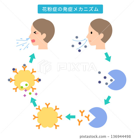How allergies develop: The mechanism of hay fever How allergies develop: The mechanism of hay fever 136944498