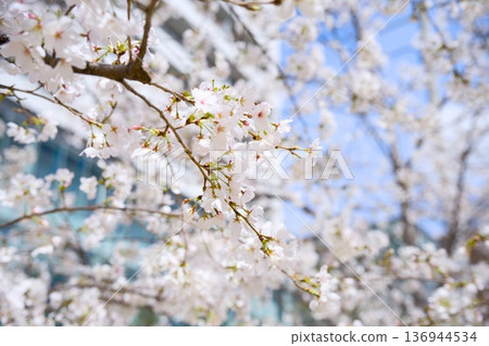 櫻花在城市 櫻花在城市 136944534