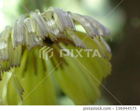 Akinonogeshi wet in the rain 136944575