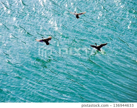 A flock of ducks gliding across the emerald water A flock of ducks gliding across the emerald water 136944633