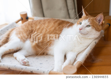 Cat lying down and relaxing Brown tabby and white Cat lying down and relaxing Brown tabby and white 136944655