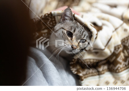 hold a cat hold a cat 136944706