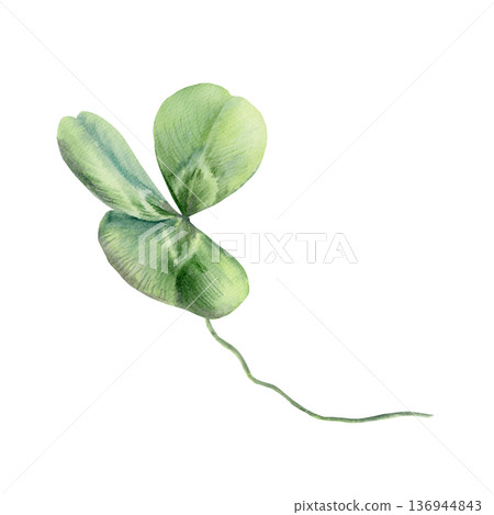 Shamrock clover on stem,Irelands national symbol embodying Christian faith,virtue,triad of hope,faith,love.Soft watercolor detail,for religious themes,cultural projects,and symbolic designs 136944843
